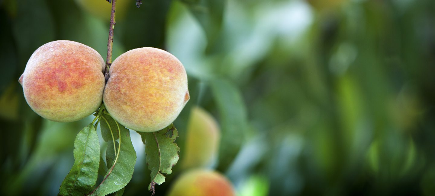 peach, farmworker, covid